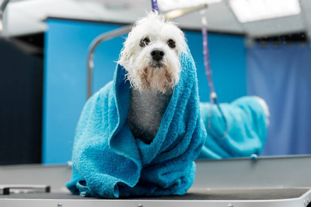 Clínica veterinaria en La Adrada
