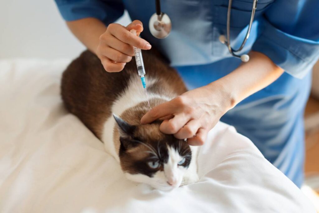 Clínica veterinaria en La Adrada
