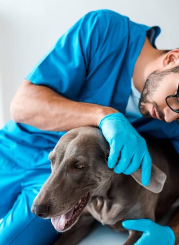 Clínica veterinaria en La Adrada