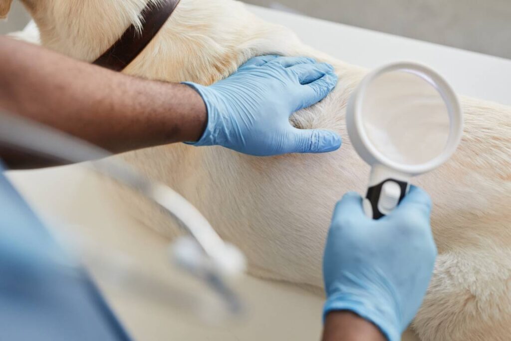Clínica veterinaria en La Adrada