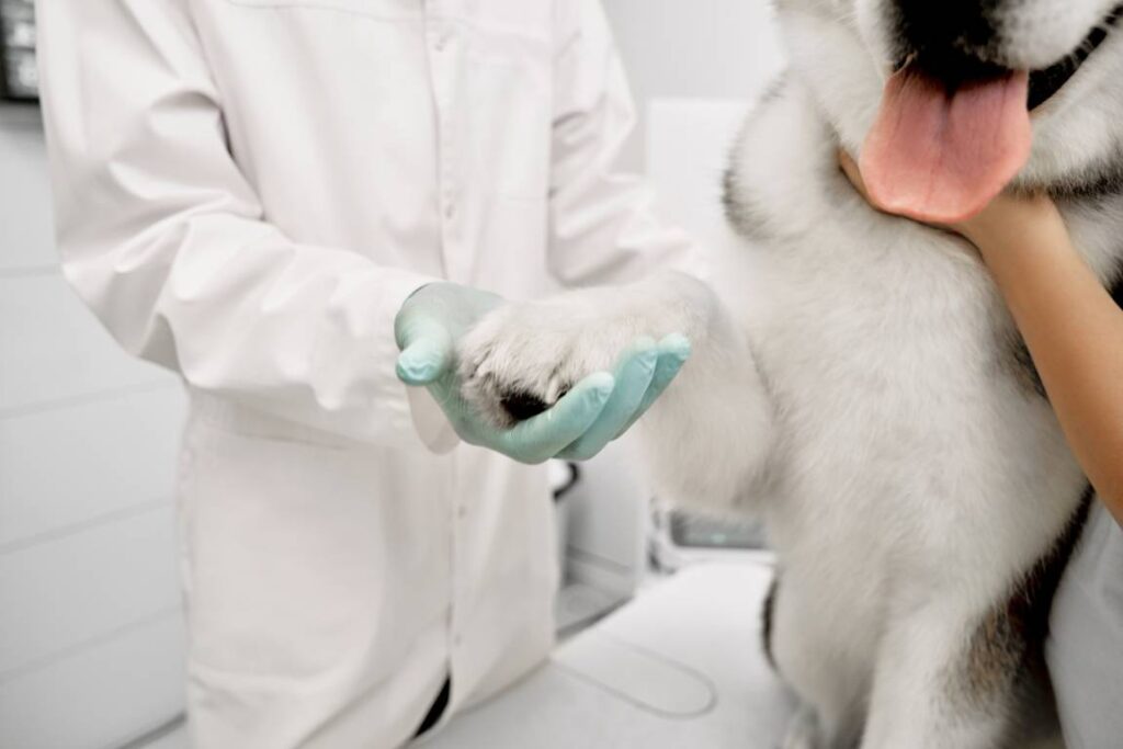 Clínica veterinaria en La Adrada