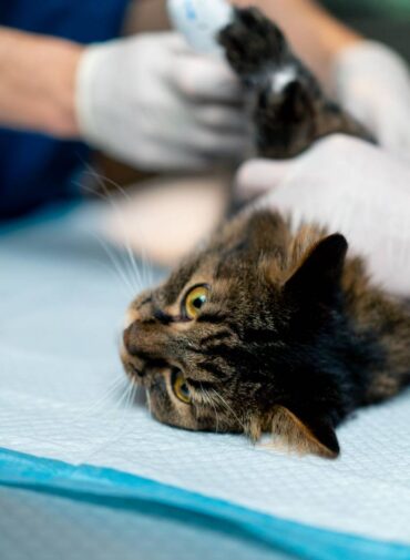 Clínica veterinaria en La Adrada